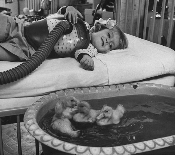 Животные участвуют в лечебной терапии, 1956г.