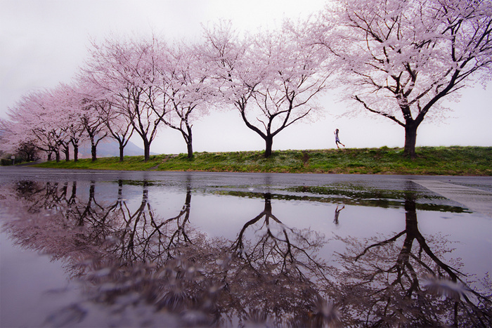 Rain of spring © Kouji Tomihisa