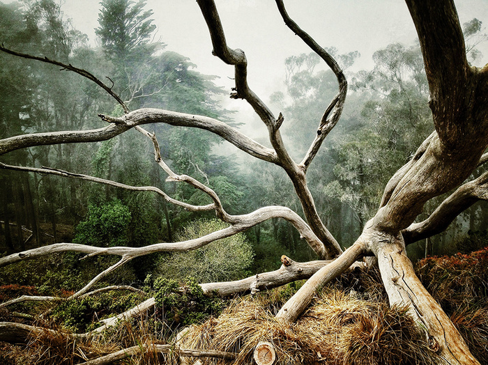© AARON PIKE San Francisco, CA United States 1st place - Trees