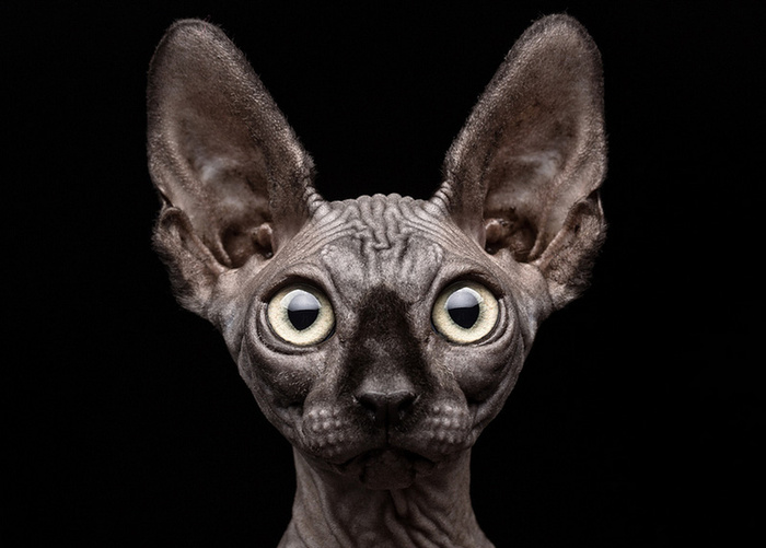 © Sphynx Cat by Patrick Matte