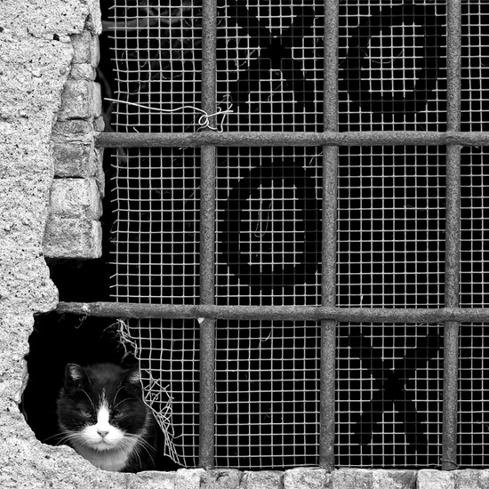 © Tic CAT Toe by Jacopo Colombo
