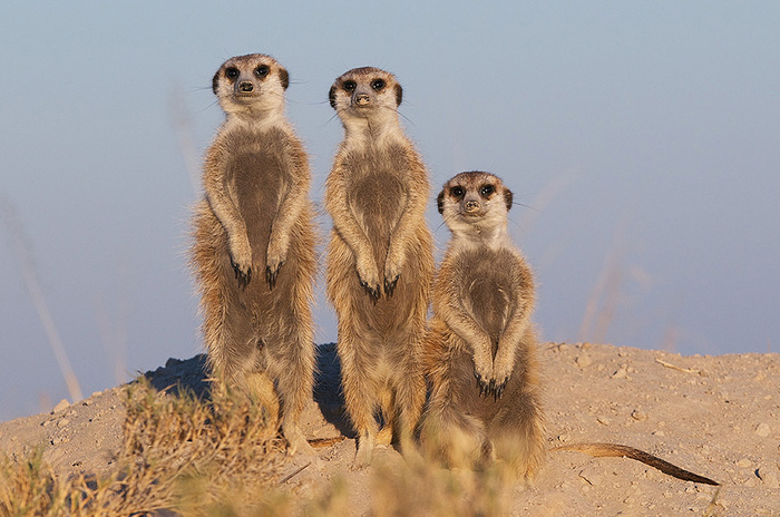 Meerkat Family Portrait © Sean Crane