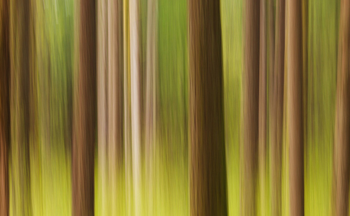 Spring Forest Abstract. Columbia River Gorge, Oregon, USA
