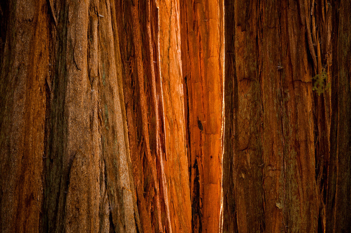 Sequoia Light. Sequoia National Park, California, USA