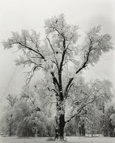 Ансель Адамс "Oak Tree Snowstorm" 