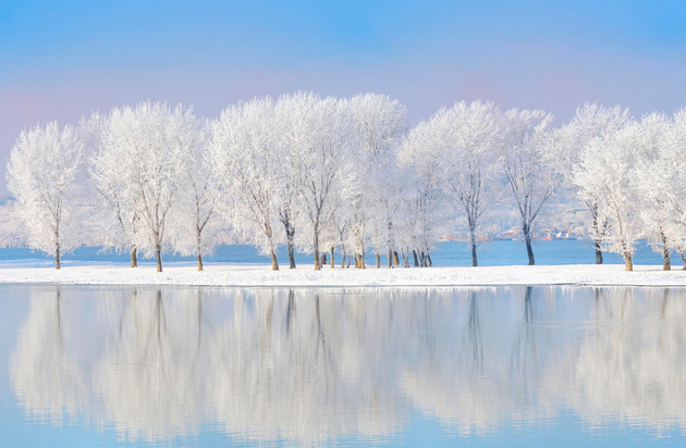 Winter trees covered with frost © laurentiu iordache