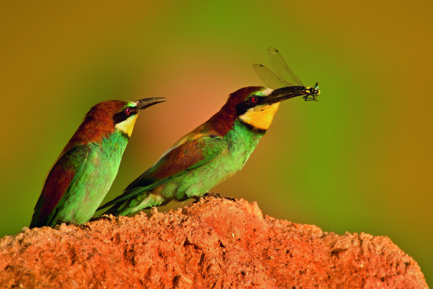 Zdenek Pachovsky, Will you give me a piece ?, Bee-Eater (Merops apiaster)