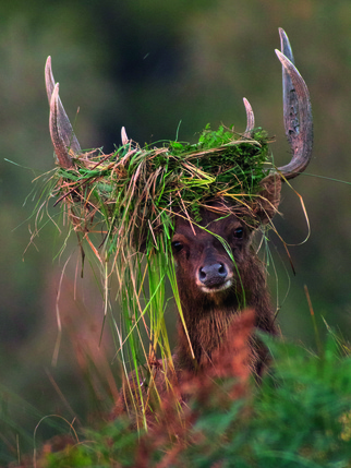 Michael Gibson, Stag and his crown, Rusa Deer (Rusa timorensis)
