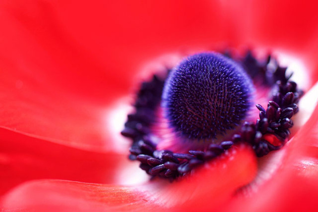 Red Anemone © Jacob Edmiston