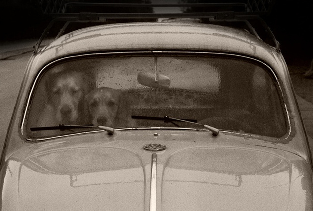 Dogs stuck in a VW © Helle