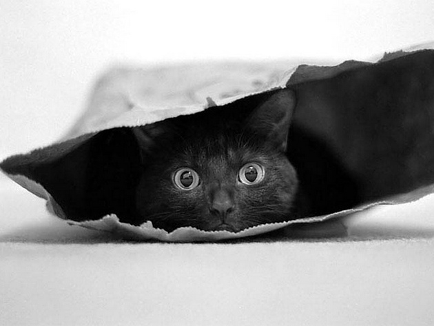 Cat in a bag © Jeremy