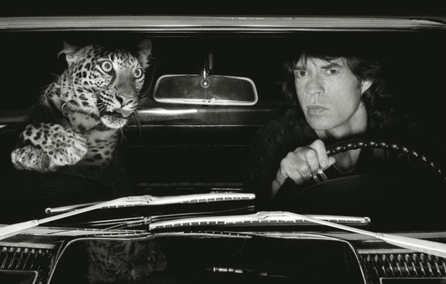 © Albert Watson Mick Jagger in Car with Leopard, Los Angeles, 1992