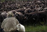 «A Nenets tribesman sits in front of a herd of reindeers on the Yamal peninsula, north of the polar circle» © Денис Синяков