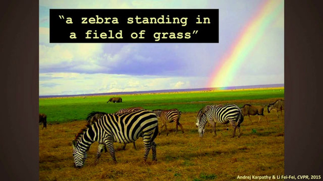 "Зебра стоит на травяном поле"