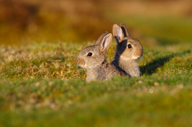 Rabbit Kits © Simon Roy