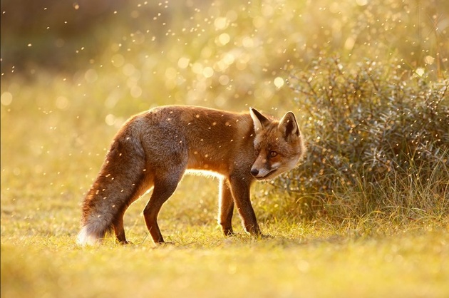 The Fox © Roeselien Raimond