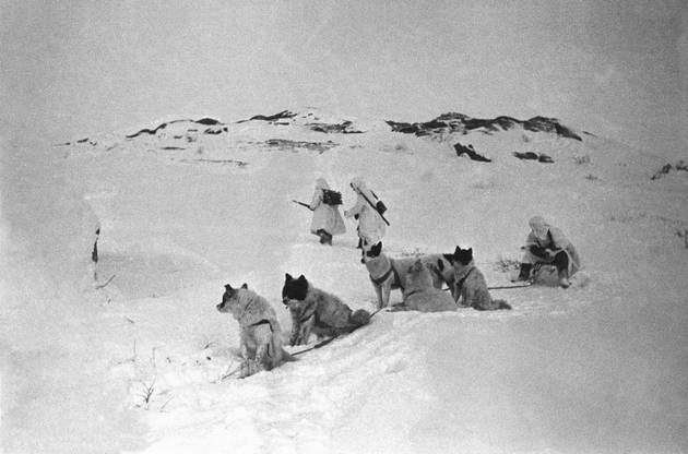 Собачья упряжка и советские связисты, прокладывающие телефонную линию по тундре в Заполярье. 1942