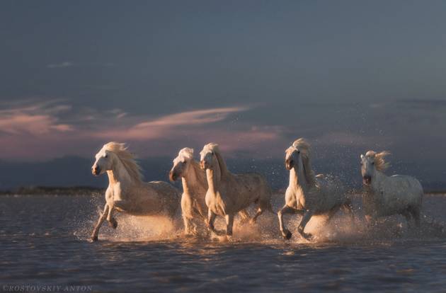White horses at sunset  Camargue  France © Anton Rostovskiy