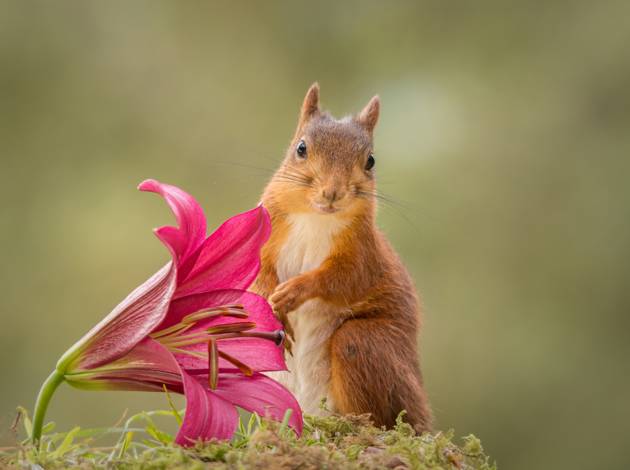 Flower friend © Geert Weggen