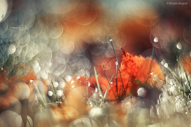Morning Dew © Magda Bognar