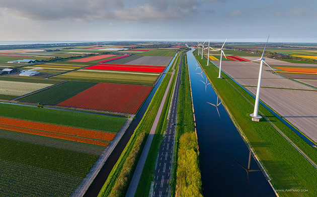Цветочные поля, Нидерланды
