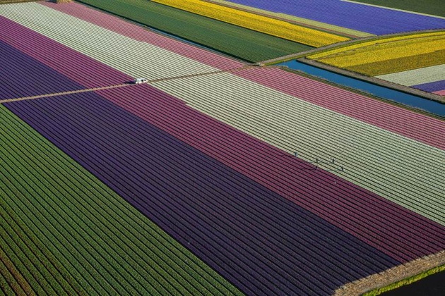 Цветущие тюльпаны. Нидерланды © Джордж Steinmetz
