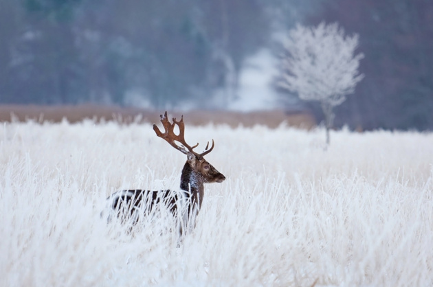 Fallow deer in the frozen winter landscape © Allan Wallberg