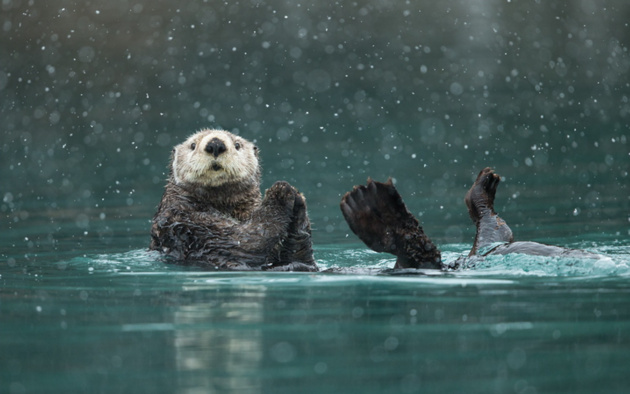 Sea Otter in heavy snow © Greg Schneider