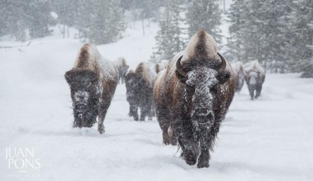 Snowy Bison. Yellowstone National Park © Juan Pons