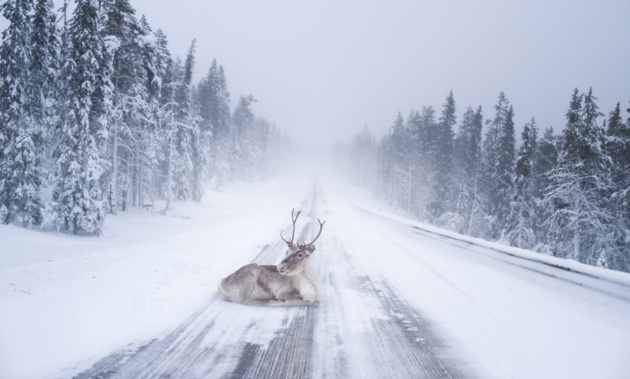 Reindeer heating up © Konsta Punkka