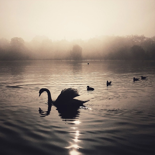 «Лебеди в тумане», Кара Галлардо Вэйл.  Номинация: «Природа»
