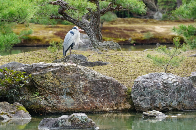 В Японии трудно провести грань между дикой и недикой природой. В парках есть и цапли, и олени, и даже иногда кабаны. Все они живут рядом с людьми и почти не боятся их.