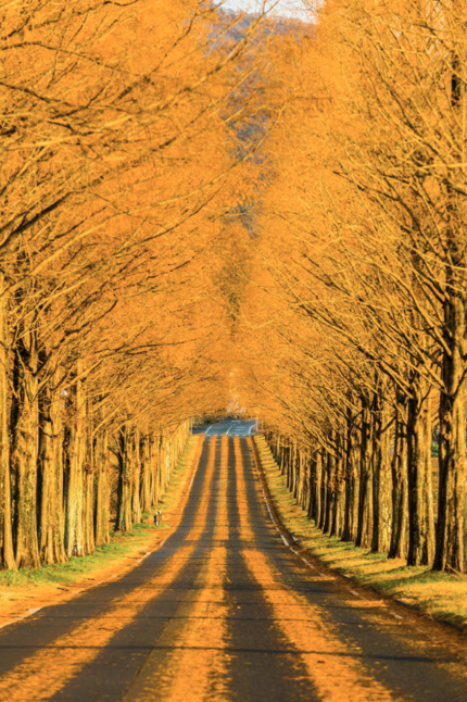 Through the golden road © Takahiro Bessho. Япония
