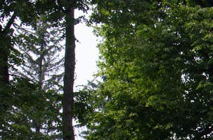 Ближе к краю кадра, вокруг ветвей и стволов деревьев видны хроматические аберрации.