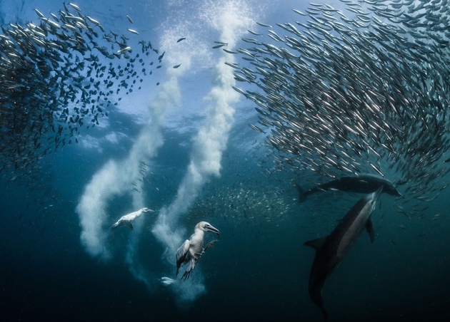 Объявлены победители конкурса National Geographic Nature Photographer of the Year