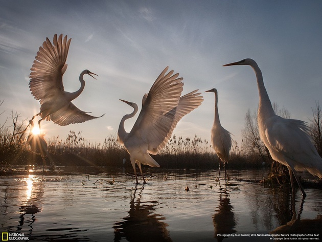 Changing Fortunes of the Great Egret
Photo and caption by Zsolt Kudich