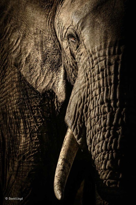 Фото: David Lloyd / Wildlife Photographer of the Year
