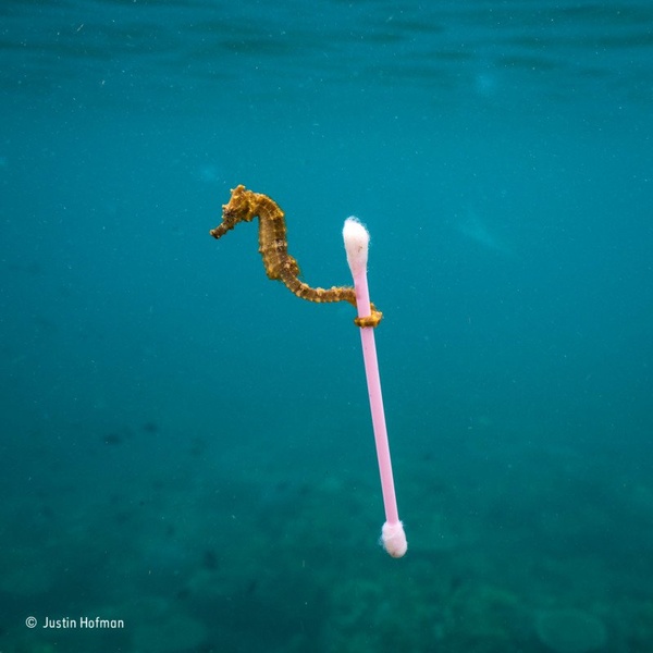 Фото: Justin Hofman / Wildlife Photographer of the Year
