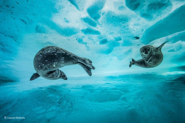 Фото: Laurent Ballesta / Wildlife Photographer of the Year
