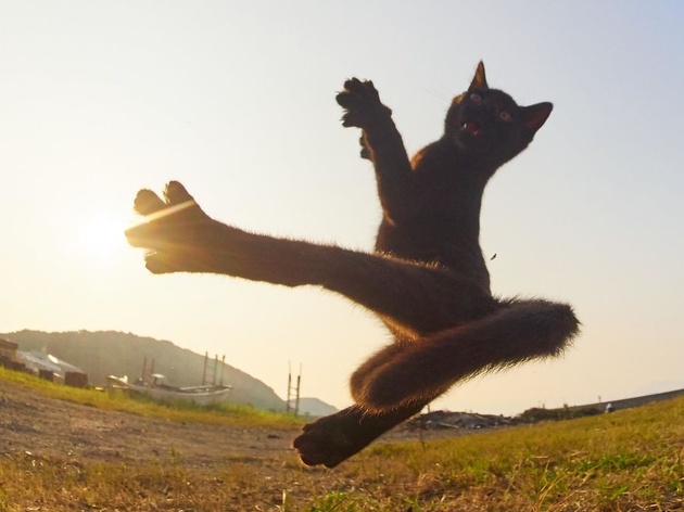 Японский фотограф снимает кошек ниндзя