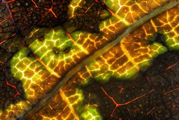 Макроснимки листьев с тыловой подсветкой похожи на пейзажи с лавой