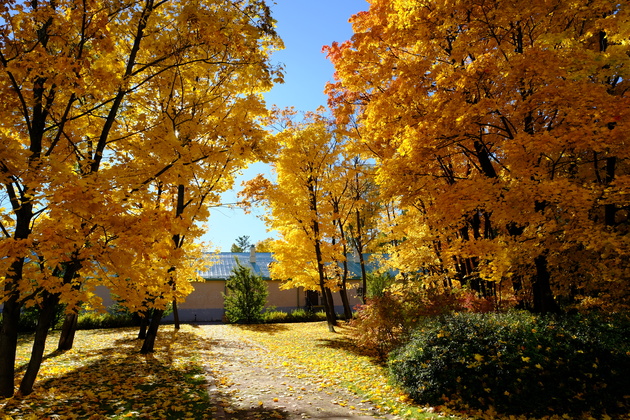 Профиль плёнки VELVIA