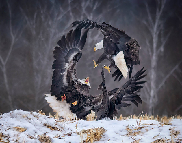 Copyright: © Sandi Little, Canada, Shortlist, Open, Natural World &amp; Wildlife, 2019 Sony World Photography Awards

Каждый год в Шеффилд Миллс в Новой Шотландии приезжают фотографы со всего мира чтобы присутствовать на ежегодном мероприятии Eagle Watch. Орлы заполняют деревья, окружающие поле, где их кормят мертвыми цыплятами из местных инкубаторов. Удивительно наблюдать, как орлы сохраняют спокойствие, пока вороны и чайки не начинают летать и наслаждаться бесплатным обедом. Тогда один или два орла начинают слетать с деревьев, чтобы отпугнуть ворон и других хищных птиц от того, что они едят и считают своим обедом. Другие орлы следуют за ними и наступает безумный пир. Орлы слетают на землю и хватают мертвых цыплят большими когтями, иногда по два за раз. Может случиться что угодно, и часто это случается. Мой снимок был удачным: один орел приземлился в расщелине, чтобы насладиться добычей, и когда он почувствовал, что другой орел приближается, чтобы украсть её у него, он развернулся с полным размахом крыльев чтобы защитить свой обед. И я поймал его его гневный взгляд на соперника: «не смей». Стоило часами стоять в −10 °C, чтобы сделать этот удивительно красивый снимок дикой природы. Что такого в этом фото, что делает его таким хорошим? Я чувствую, что эта фотография показывает дикую природу в её сущности — потребность в еде и борьба сильнейших, чтобы выиграть приз. Это заставляет нас понять, что дикая природа просто не может собирать еду в продуктовом магазине. Они должны охотиться и быть сильными и умными даже в пределах своего вида.