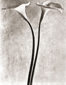 Каллы. Фото Тины Модотти, 1924 г. © Tina Modotty