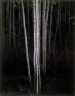 Лес в Аспене. Фото Анселя Адамса, 1958 г. © Ansel Adams