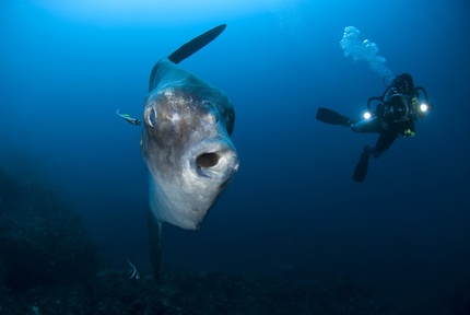 Съемка под водой: выбор фотоаппарата для подводной съемки