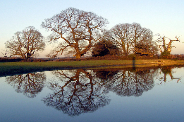 Использование симметрии деревьев и их отражений относительно кромки воды. © treehouse1977