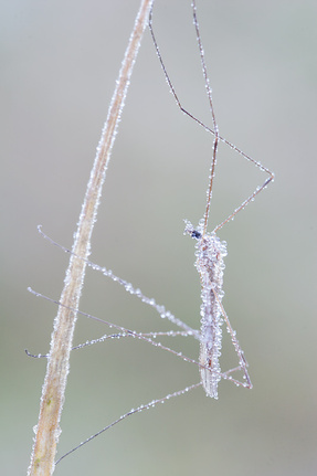 Комар-долгоножка в росе © Иосиф Кауров