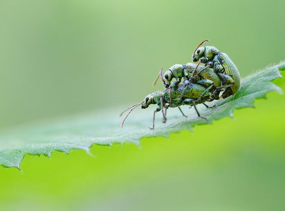 Спаривающиеся жуки (долгоносики) © Иосиф Кауров