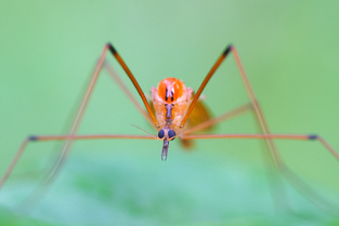Комар-долгоножка © Иосиф Кауров